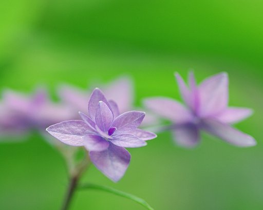 七段花