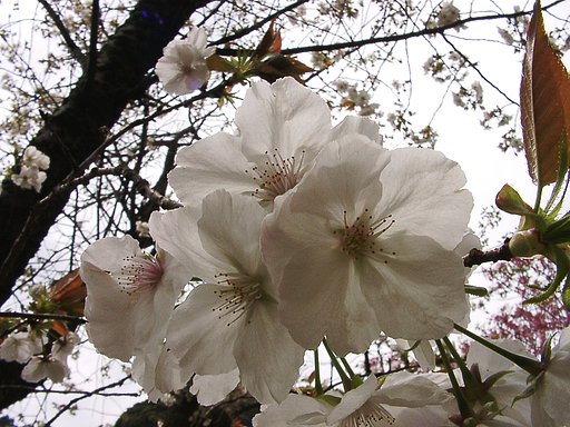 春色スケッチ （40）  サクラ-34
