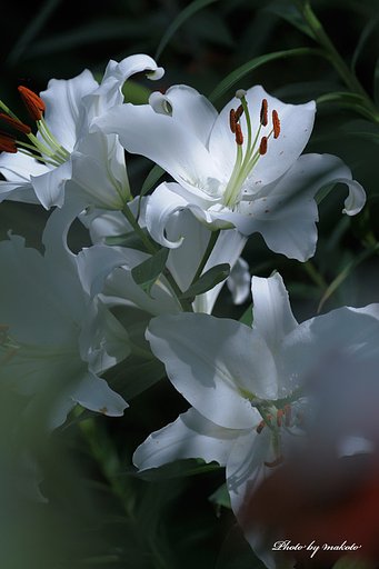 カサブランカ・・・