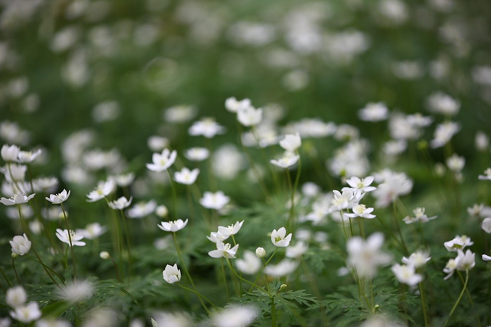 お花畑・2