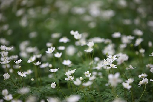 お花畑・2