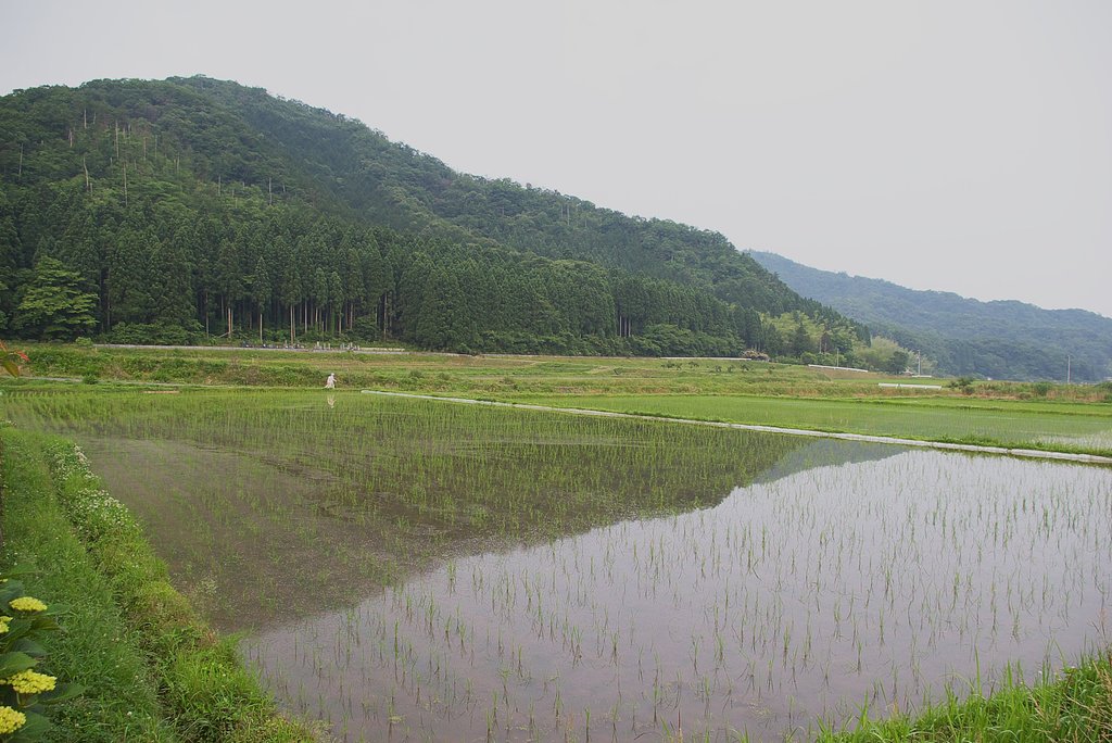 今朝のコシヒカリの水田の風景