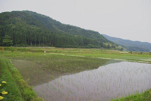 今朝のコシヒカリの水田の風景