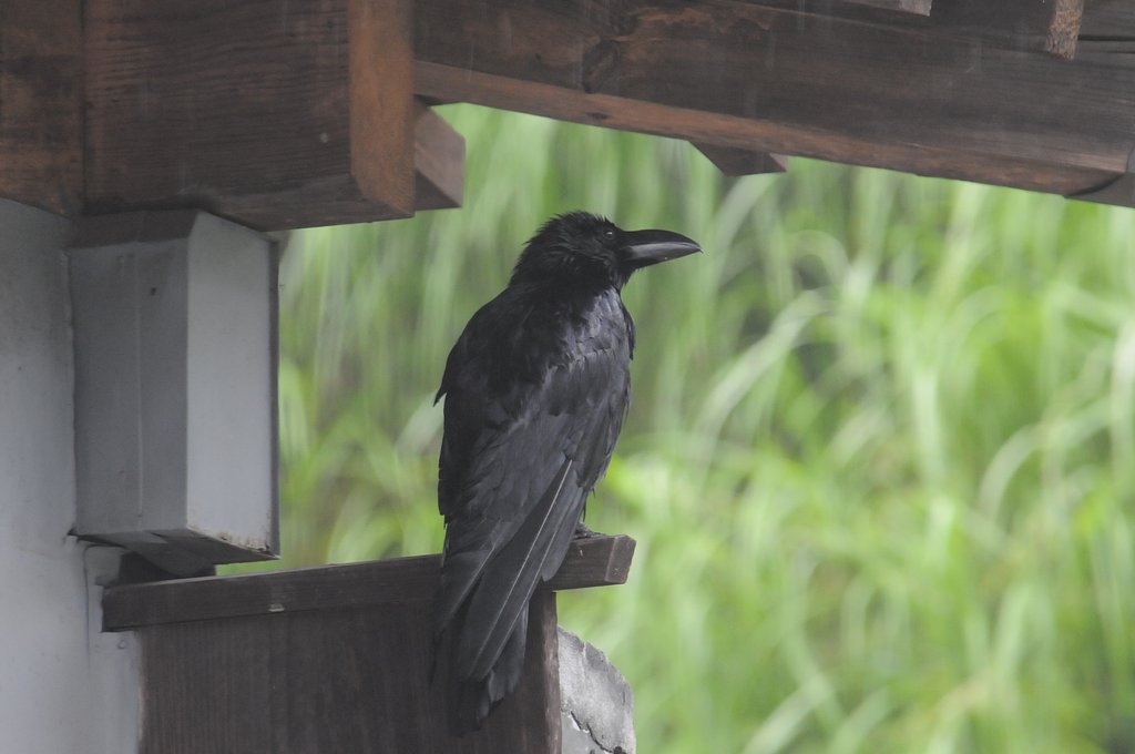 カラスの雨宿り