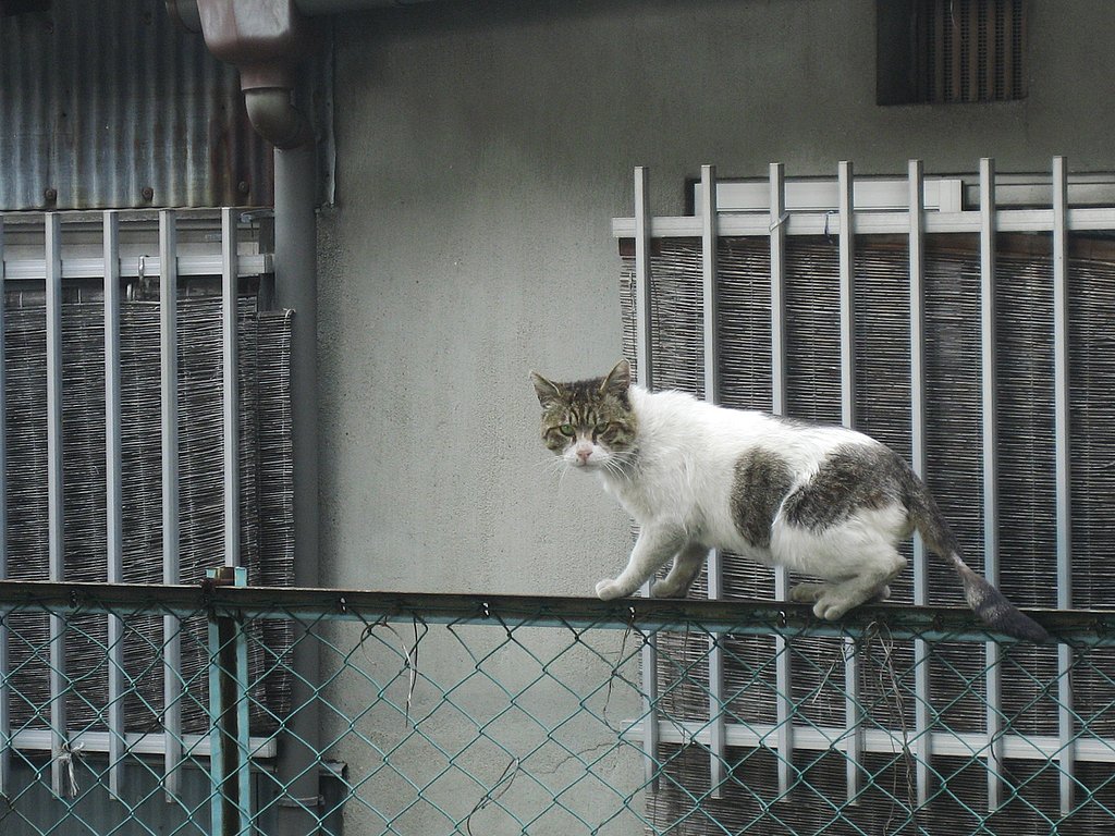 【野良】なんやねん‥？