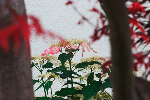 「Silver」モミジとアジサイ