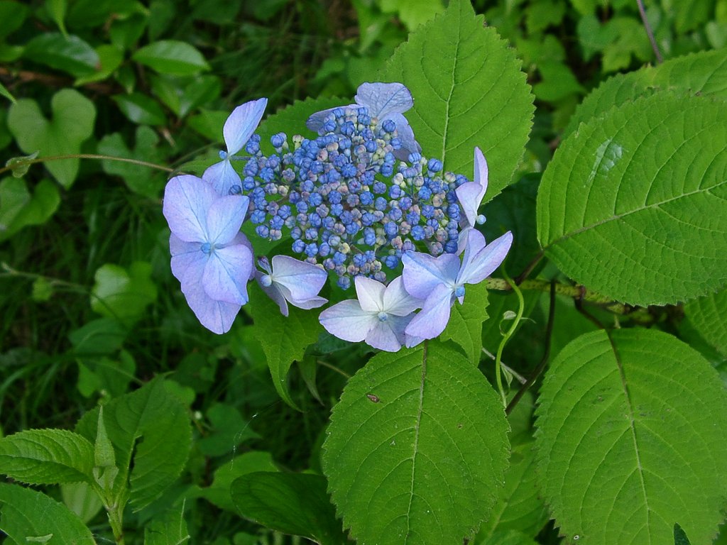 ノリウツギが咲き始めました。