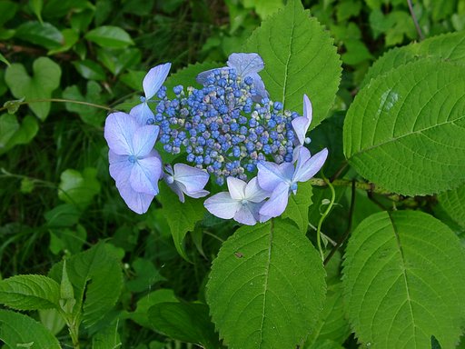 ノリウツギが咲き始めました。