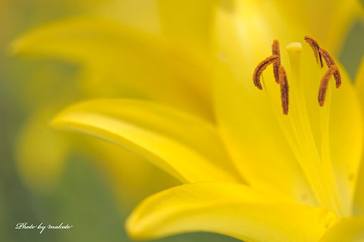 甘く危険な香り・・・