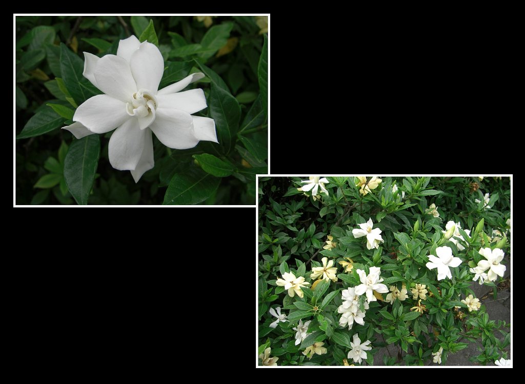 クチナシの花