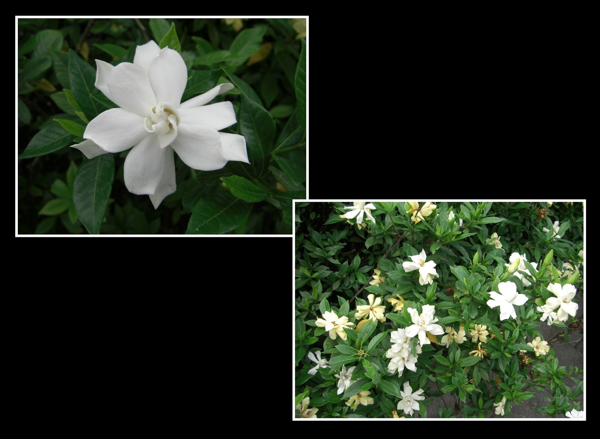 クチナシの花