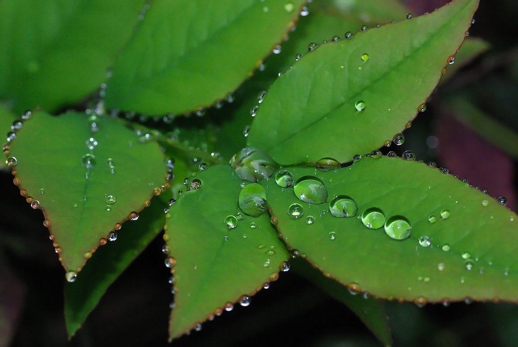 水玉の飾り（水晶のような輝き）