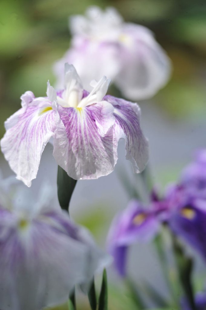 花菖蒲