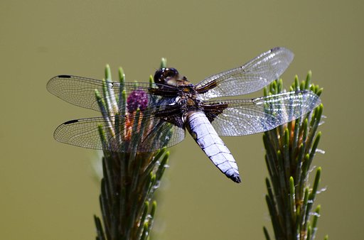 dragon-fly