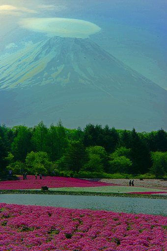 本栖湖の芝桜(No2)レタッチやり直し