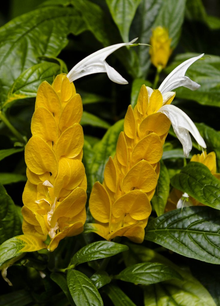 flower 3