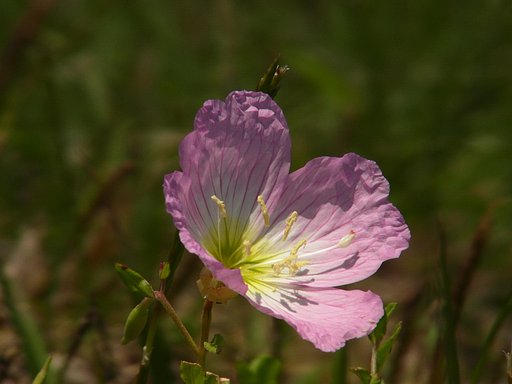 路傍の花