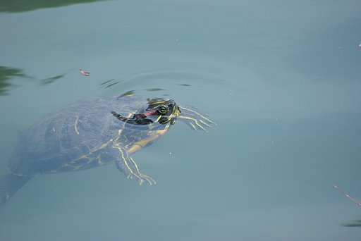 かめさん、気持ち良い？