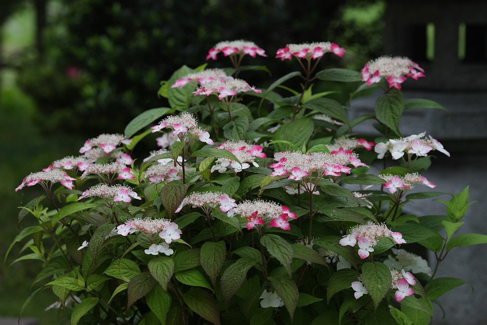 山紫陽花