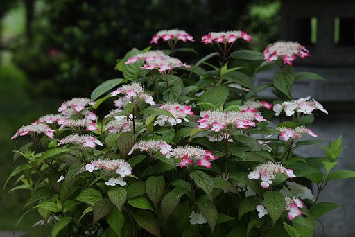 山紫陽花