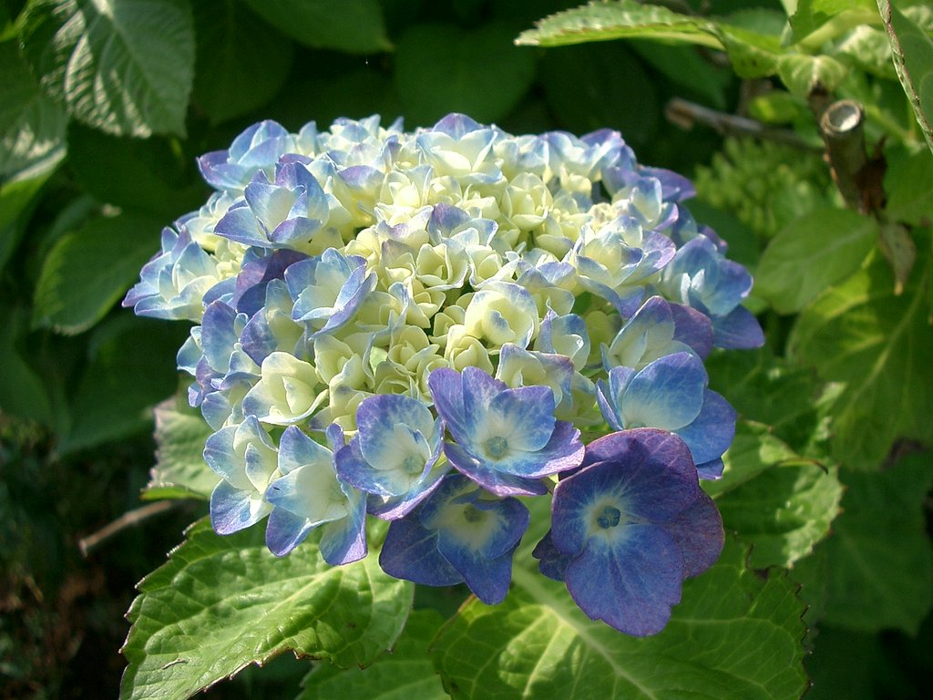 〜早くも紫陽花が〜