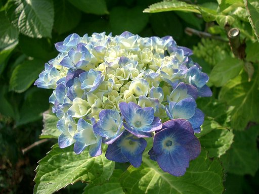 〜早くも紫陽花が〜