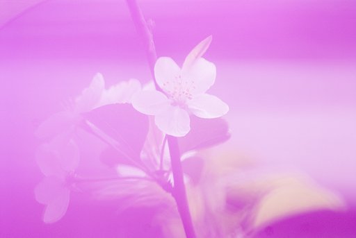 芝桜越しに花を撮る