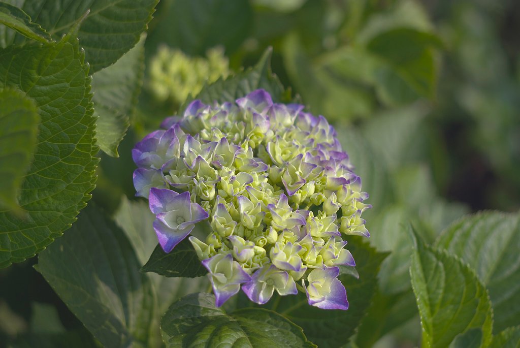 「植」色づき始めた紫陽花