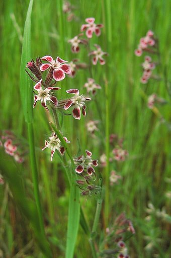 【植】野の花〜なぁにこれ（＾＾