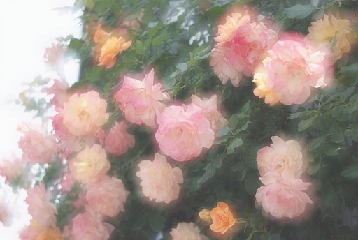 「植」酒と薔薇の日々