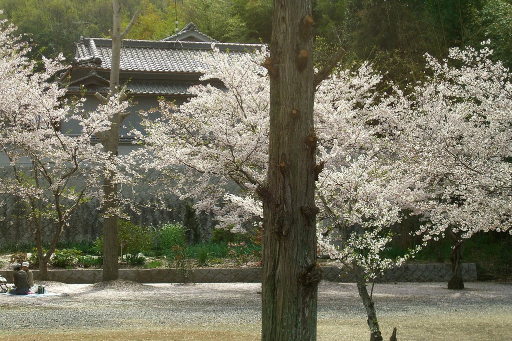穴場の桜その３