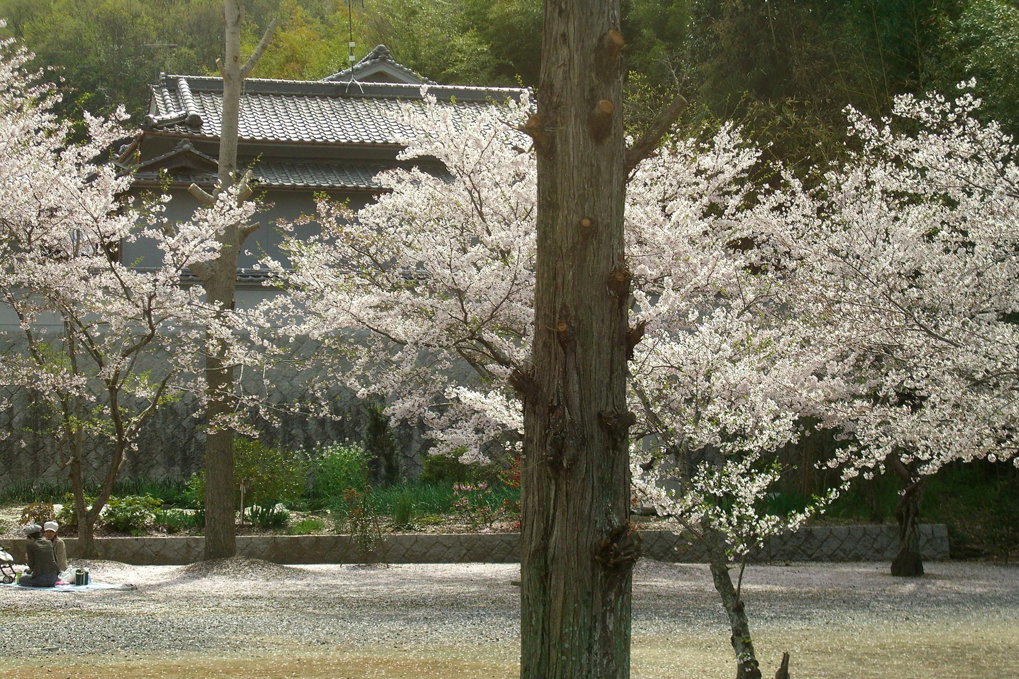 穴場の桜その３