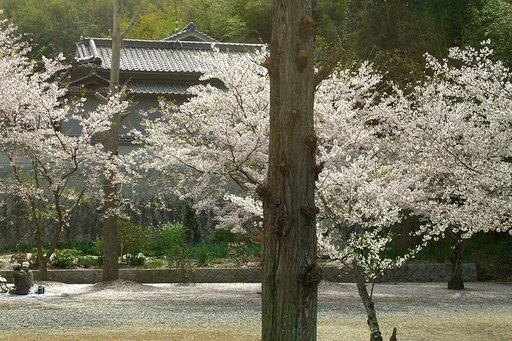 穴場の桜その３