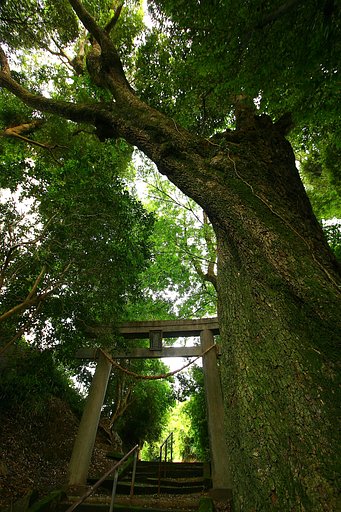 木を撮ってきましたが・・・