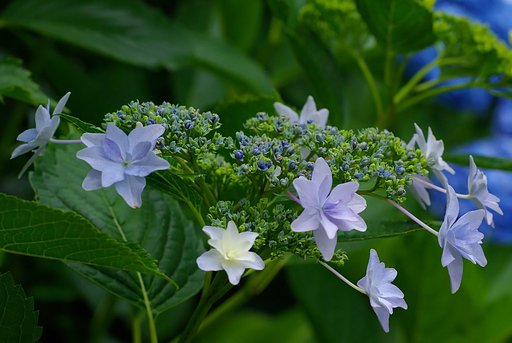 額紫陽花（隅田の花火）