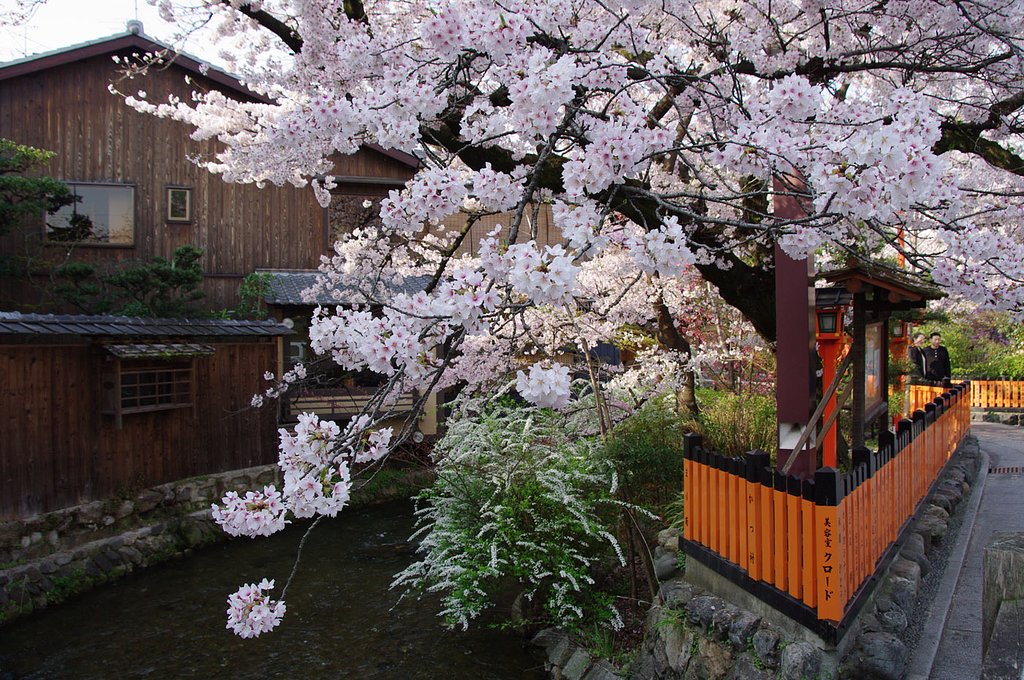 京都でお花見