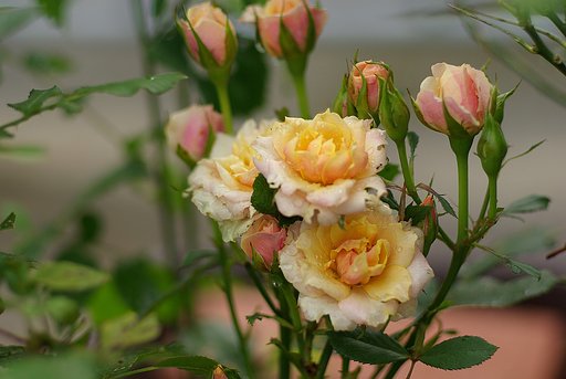 Pink 1 つぼみから