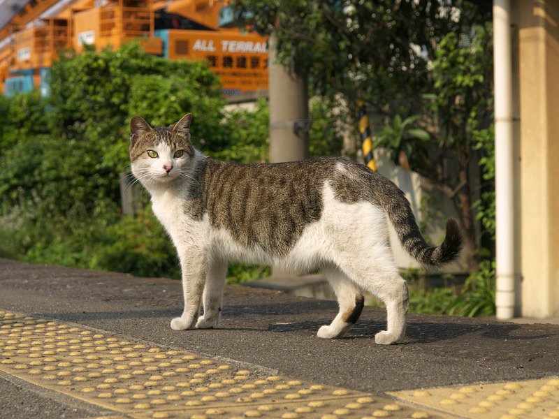 ややメタボ？