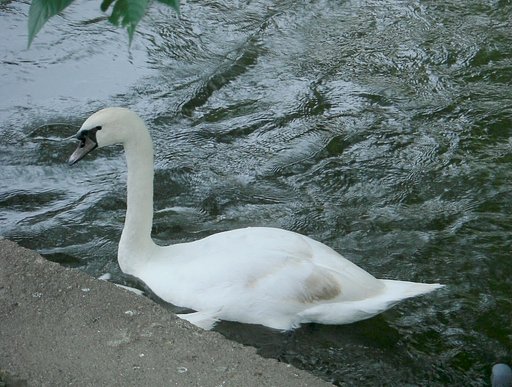 白鳥の習性とダイエット