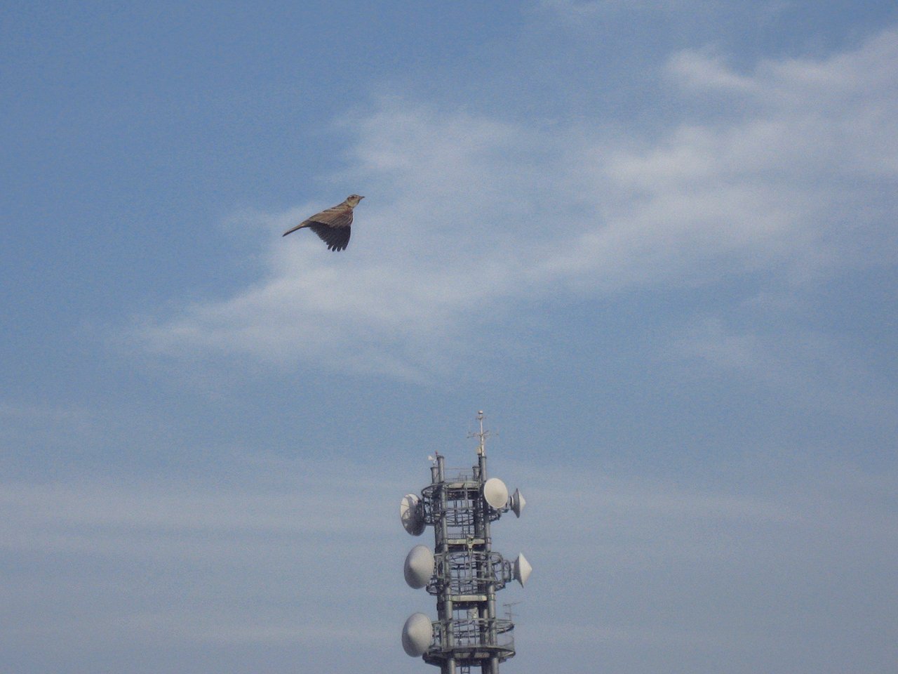 飛ぶ鳥‥ムクドリかな？