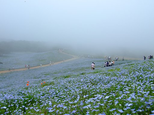 幻想的なネモ・・・
