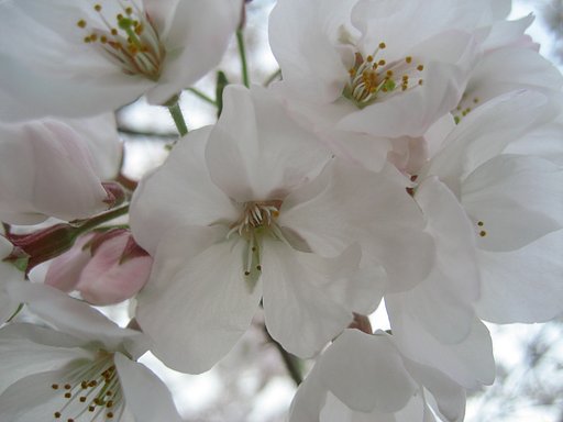 八分咲きの頃