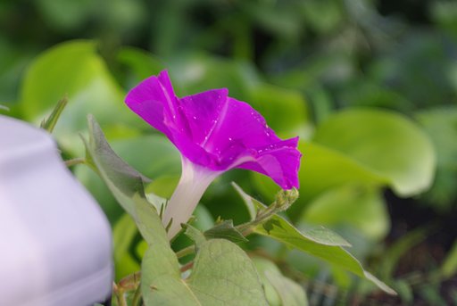 Tessar 15cm F4.5