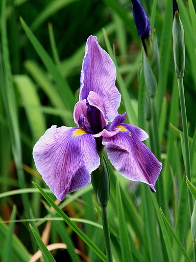お、花が立ってる！