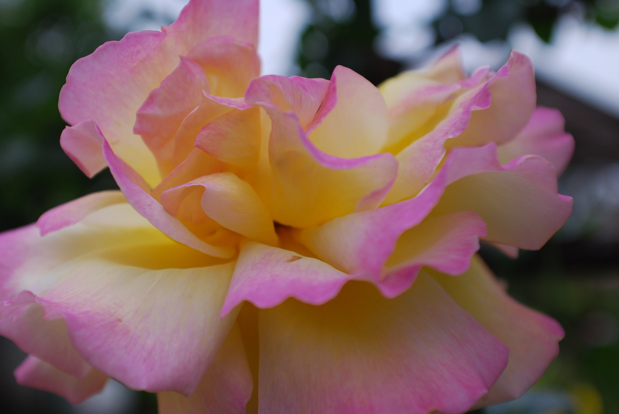 Ais Nikkor 28-85F3.5 Macro