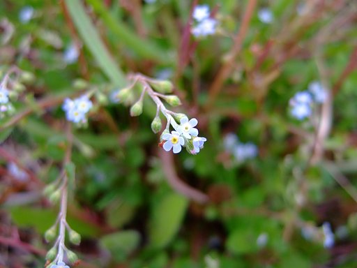 私の好きな春の花の