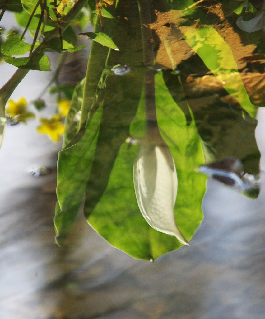 水芭蕉　戸隠にて
