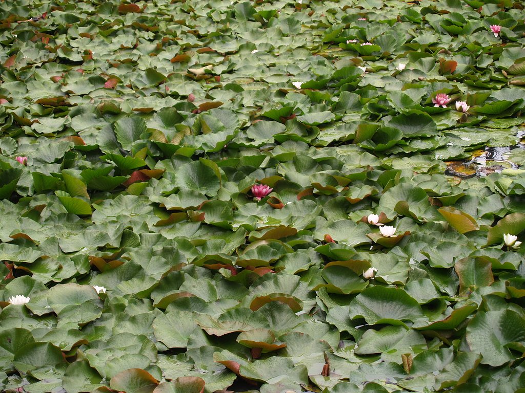 はす池