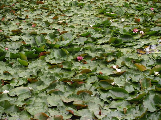 はす池