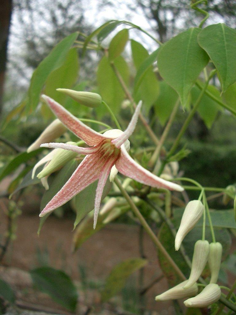 〜むべの花〜